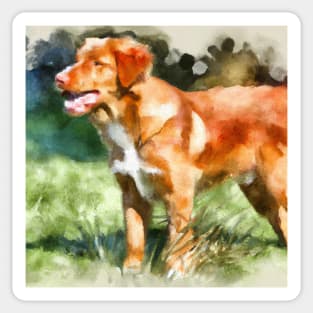 Nova Scotia Duck Tolling Retriever Watercolor - Dog Lover Gifts Sticker